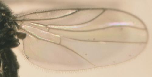 Drapetis infitialis